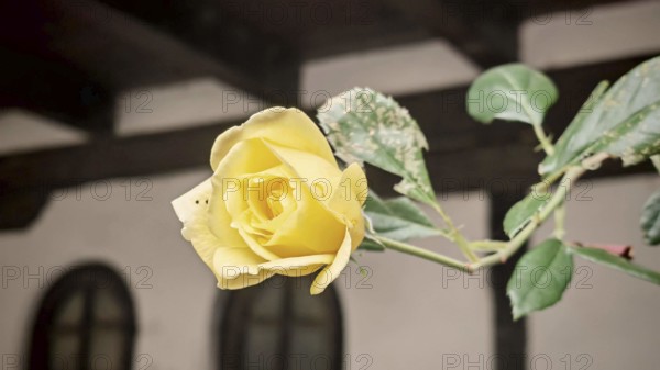 Close-up of a yellow rose against a blurred background, Ohrid, North Macedonia
