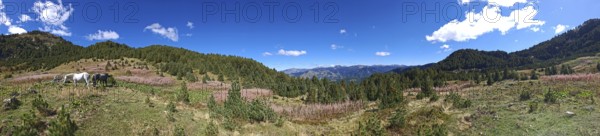 Wide panoramic view over a vast mountain landscape with blue sky and horses (equus), peaks of the balkan, Montenegro