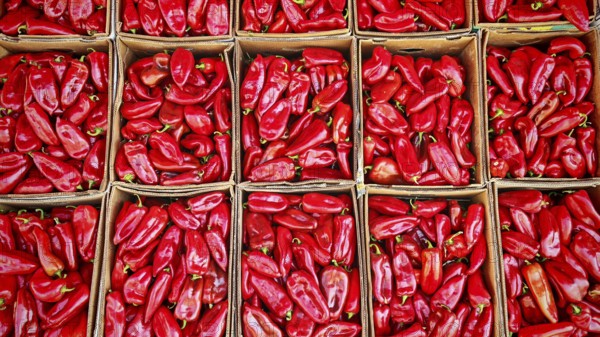 Red peppers (capsicum) in crates, neatly stacked and offered for sale in crates, Kosovo