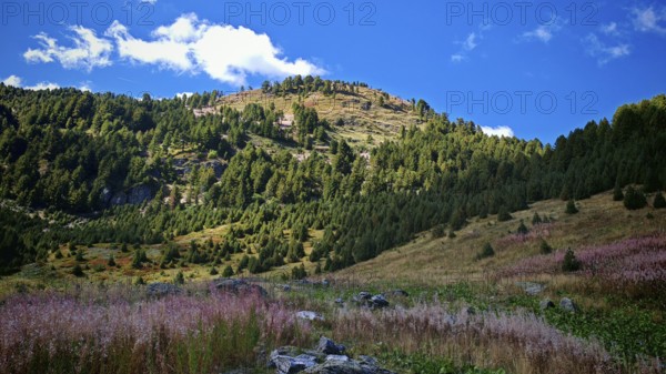 Green mountain landscape with rolling hills under a blue sky with white clouds, Montenegro