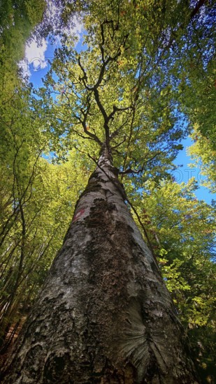 Frog perspective, Majestic tree, birch (betula) rising against the blue sky, surrounded by dense forest, Montenegro