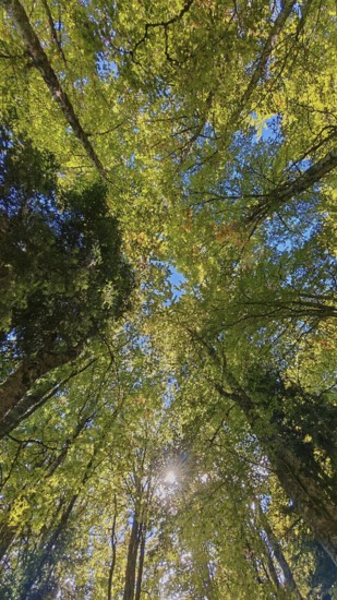 Looking up through the thick canopy of a forest in daylight, Montenegro