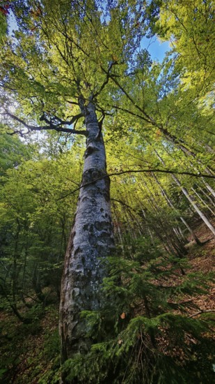 Tall tree birch (betula) in the forest, densely overgrown with foliage under a bright sky, Montenegro