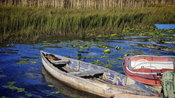 Several boats on a lake surrounded by reeds and floating leaves in sunlight, Plav Lake, Montenegro