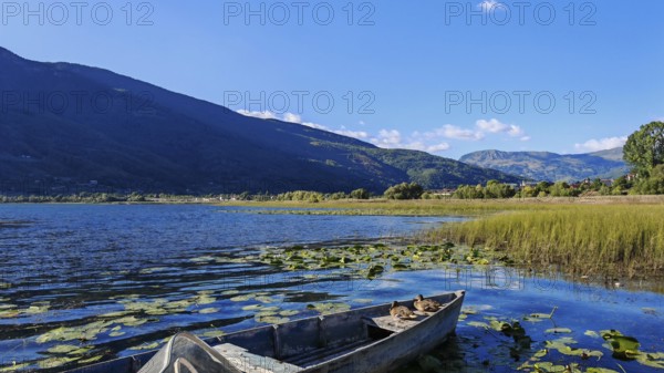 A boat on a lake with surrounding reeds and mountains in the background under a blue sky, Lake Plav, Montenegro