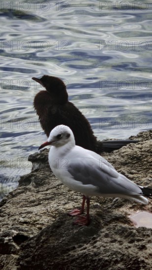 Seagull (Larinae) and cormorant (Phalacrocoracidae) on rocks by the water, quiet atmosphere, Montenegro