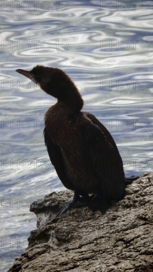 Cormorant (Phalacrocoracidae) sitting on rocks by the water, contemplative atmosphere, Montenegro