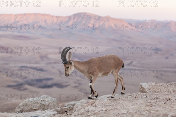 Mitzpe Ramon, Israel. An Ibex on a cliff in the vast desert crater of Maktesh Ramon national park