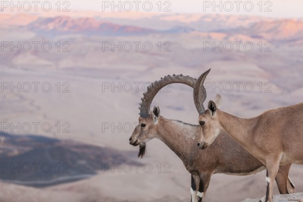 Mitzpe Ramon, Israel. An Ibex couple on a cliff in the vast desert crater of Maktesh Ramon national park