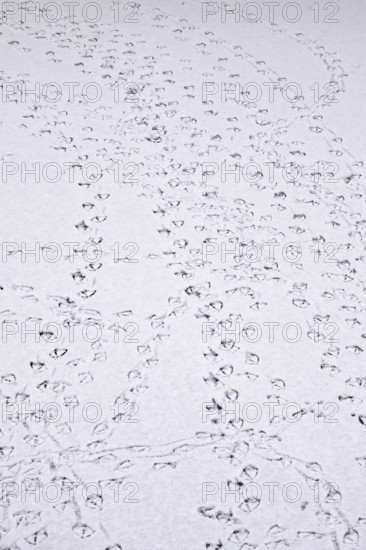 Traces of ducks in snow, winter, Germany