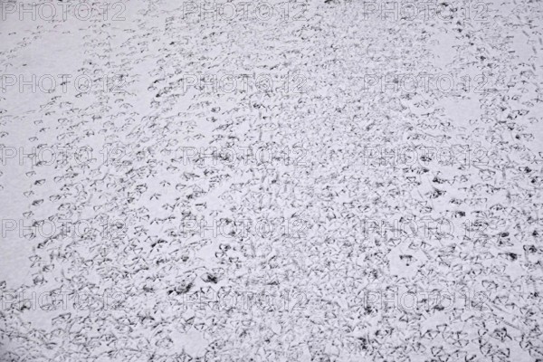 Traces of ducks in snow, winter, Germany