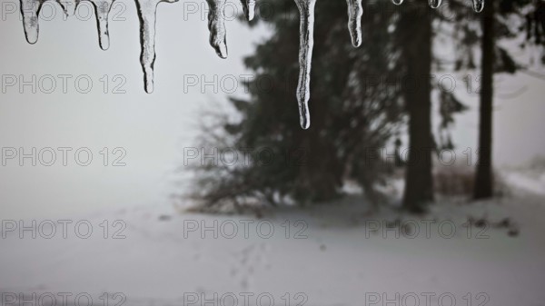 Close-up of icicles against snowy, blurred trees in the background, Rennsteig, Thuringian Forest nature park Park