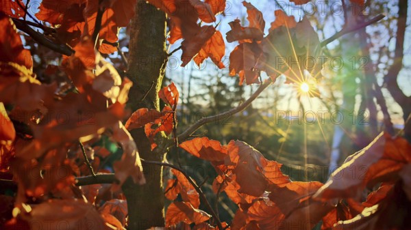 Autumn leaves glow orange against the sun, Rennsteig, Thuringian Forest