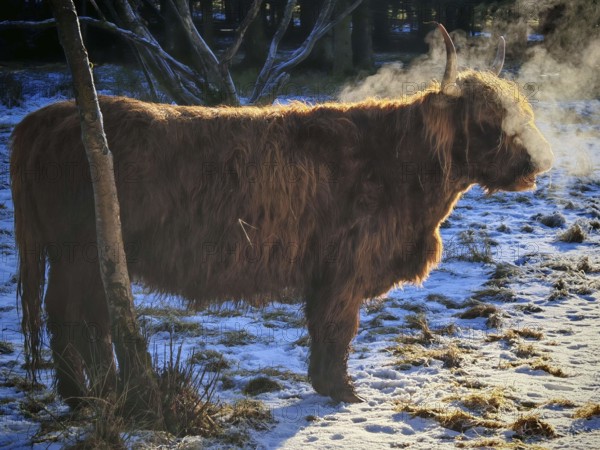 Highland cattle (bos taurus taurus) standing in the snow and exhaling steam while breathing in the sun, Rennsteig, Franconian Forest nature park Park