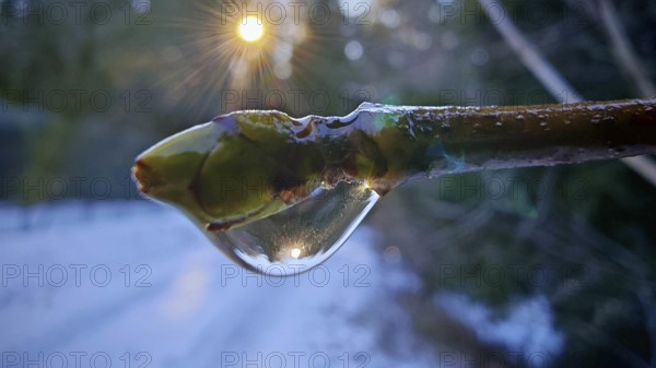 Close-up, sun reflected on a branch with a drop of water, light reflection in winter, forest and mountains at dusk under a cloudy horizon, with Staffelberg on the glowing horizon, Frankenwald nature park Park