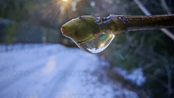 Close-up, A drop of water on a bud on a branch reflects the sun in a winter environment, Rennsteig, Frankenwald nature park Park