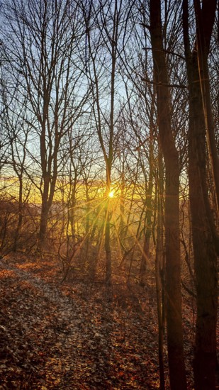 The setting sun flashes through the bare trees of a forest, Franconian Forest nature park Park