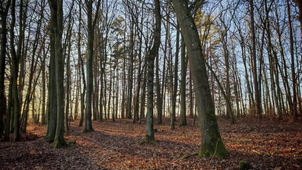 Autumn forest scene with soft morning light and leaves on the ground, Franconian Forest nature park Park