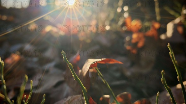 Autumn leaves flooded with sunlight and vegetation in detail, Frankenwald nature park Park