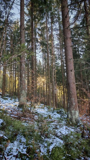 View through a dense forest with tall trees, contrasts of light and shadow on the snow, Franconian Forest nature park Park