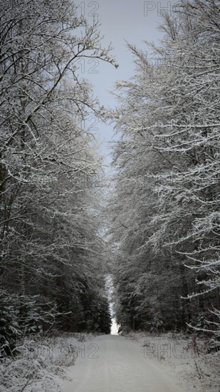 Snowy forest trail surrounded by snow-covered trees, Rennsteig, Frankenwald nature park Park