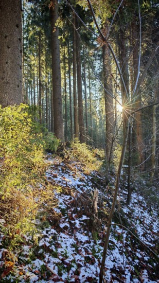Sunbeams flood a snow-covered forest with tall trees. Quiet and peaceful atmosphere, Franconian Forest nature park Park