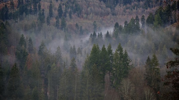 A thick forest covered with fog and mighty conifers with clouds of fog, Frankenwald nature park Park