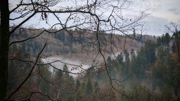 Bare branches of a forest in autumn with fog hanging between the trees, Frankenwald nature park Park