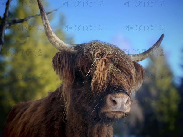 Portrait of a Highland cattle (bos taurus taurus) with horns and brown fur in front of a blue sky, forest in the background, Rennsteig, Franconian Forest nature park Park