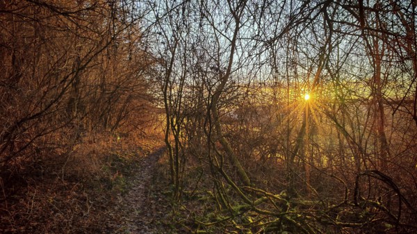 The setting sun illuminates a forest trail through thick trees, romantic atmosphere, Franconian Forest nature park Park
