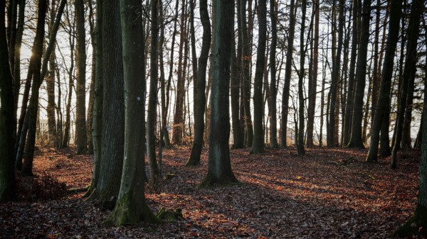 Forest flooded with warm light with long shadows in autumn, Franconian Forest nature park Park
