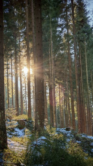 Sunbeams break through tall, densely standing trees in the snow-covered forest. Quiet, idyllic atmosphere, Franconian Forest nature park Park, Upper Franconia