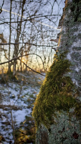 Moss (musco) covering the trunk of a birch tree (betula), illuminated by sunlight, Rennsteig, Thuringian Forest