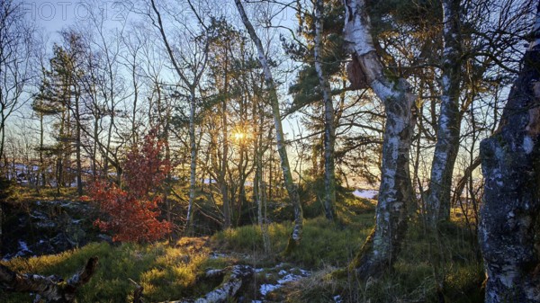 Forest with sunbeams between the birch trees (betula) and bright autumn colours in the sunset, Rennsteig, Thuringian Forest