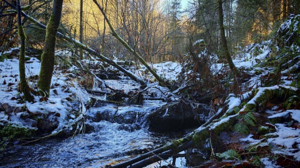 A stream flows through the snow-covered forest in winter, Frankenwald nature park Park
