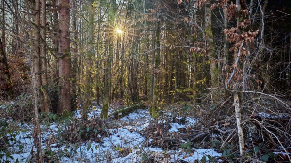 Sun shines through thick, snow-covered forest with lots of branches and twigs. Peace and seclusion, Franconian Forest nature park Park
