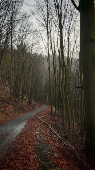 A narrow autumn forest trail lined with tall bare trees with leaves, Frankenwald nature park Park