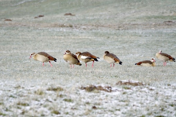 Nile geese in a field in winter, Germany