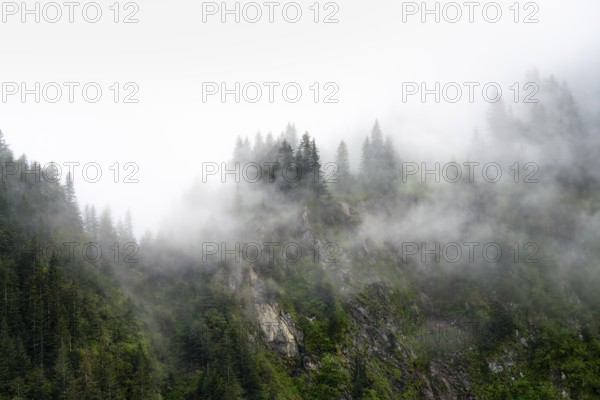 Dense forest on mountain slopes, mystical fog sweeping through the forest, Kenai Fjords National Park, Kenai Peninsula, Alaska, USA