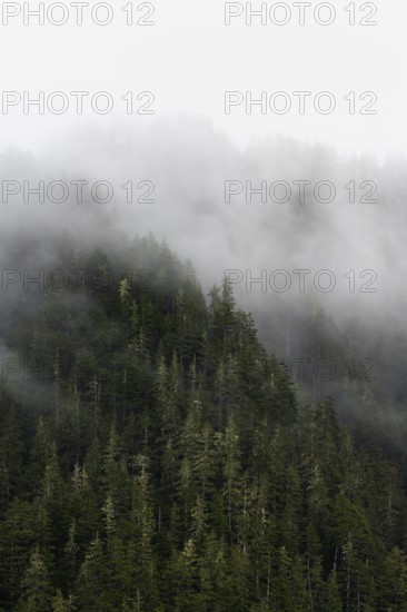 Dense forest on mountain slopes, mystical fog sweeping through the forest, Kenai Fjords National Park, Kenai Peninsula, Alaska, USA
