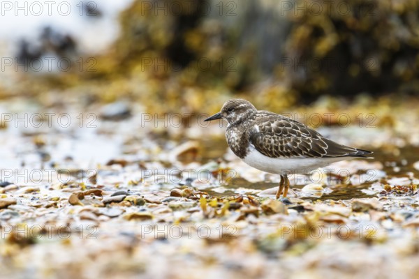Ruddy Turnstone, Arenaria interpres