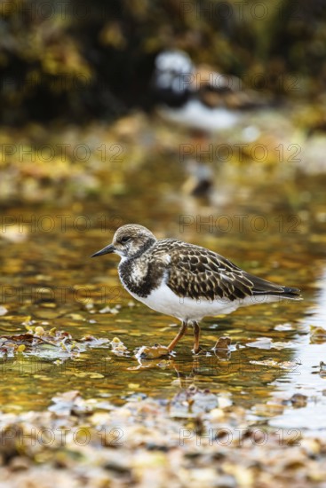 Ruddy Turnstone, Arenaria interpres