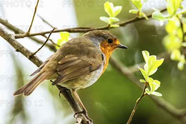 European Robinin in his environment. His Latin name is Erithacus rubecula