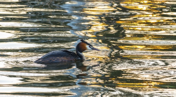 Great crested grebe (Podiceps scalloped ribbonfish) swimming in vivid golden light reflections and mirroring on the water surface, colourful shimmering, glittering water, feather cap visible, late sunlight at sunset, calm water with small waves, relaxed scenery, light, fascinating reflections on the water surface, harmonious scene, peaceful atmosphere, nature observation near Mardorf in summer, Steinhuder Meer nature park Park, Lower Saxony, Germany