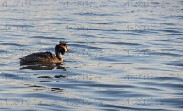 Great Crested Grebe (Podiceps Scalloped ribbonfish) swimming alone in the blue and golden shimmering water, feather cap raised by the wind, plumage shining in the late sunlight at sunset, calm water with small waves, relaxed scenery, gentle light reflections on the water surface, harmonious scene, peaceful atmosphere, nature observation near Mardorf in summer, Steinhuder Meer nature park Park, Lower Saxony, Germany