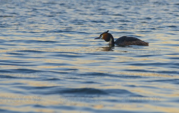 Great Crested Grebe (Podiceps Scalloped ribbonfish) swimming alone in blue and golden shimmering water, feathered cap visible, late sunlight at sunset, deep draft, calm water with small waves, relaxed scenery, gentle light reflections on the water surface, harmonious scene, peaceful atmosphere, nature observation near Mardorf in summer, Steinhuder Meer nature park Park, Lower Saxony, Germany
