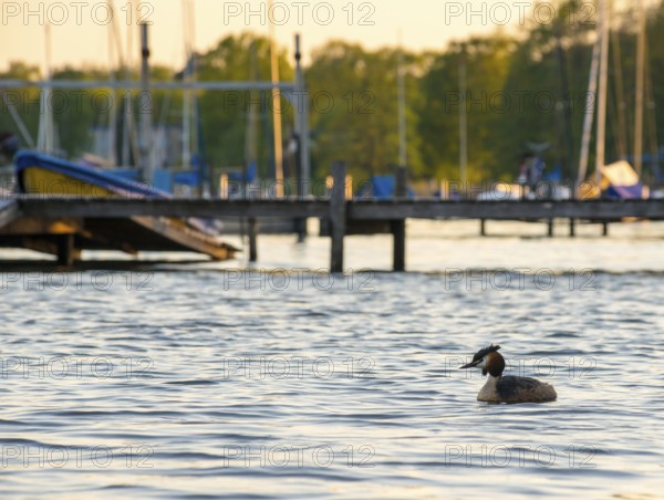 Great Crested Grebe (Podiceps Scalloped ribbonfish) swimming in calm water at sunset with jetty and boats in the background, calm water surface, feather cap visible, late sunlight, small waves, relaxed scenery, warm light on harbour and trees in the background, forest, sailboats, harmonious scene, peaceful atmosphere, nature observation near Mardorf in summer, Steinhuder Meer nature park Park, Lower Saxony, Germany