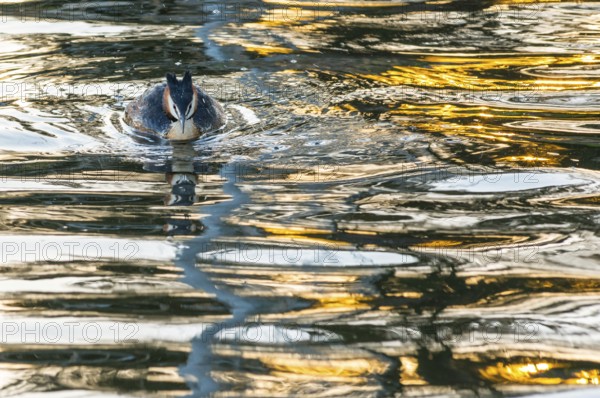Great Crested Grebe (Podiceps Scalloped ribbonfish) swimming energetically forward in vivid golden light reflections and mirroring on the water surface, colourful shimmering, glittering water, feathered cap visible, late sunlight at sunset, calm water with small waves, relaxed, dynamic scenery, light, fascinating reflections on the water surface, harmonious scene, peaceful atmosphere, nature observation near Mardorf in summer, Steinhuder Meer nature park Park, Lower Saxony, Germany