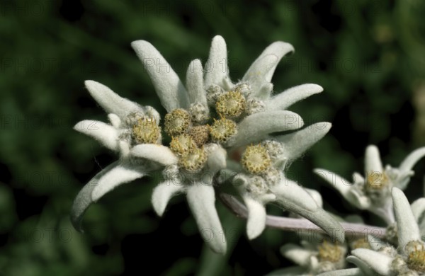 Alpine edelweiss, Leontopodium nivale, plant species from the genus Leontopodium (edelweiss) within the Asteraceae family