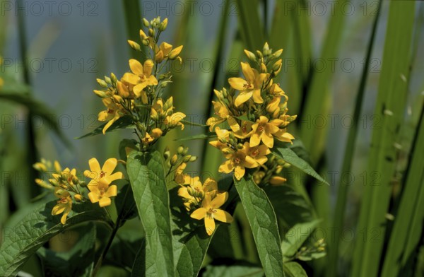 Common yellow willow, Lysimachia vulgaris, also panicle willow or common willow willow, primrose family, Primulaceae, in full bloom